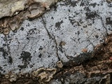 Biscogniauxia atropunctata image