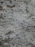 Phlyctis petraea image