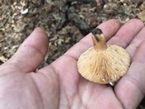 Lactarius chrysorrheus image