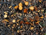 Agrocybe arvalis image