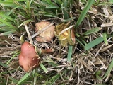 Hortiboletus campestris image
