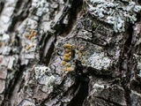Caloplaca pyracea image
