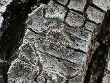 Lecanora hybocarpa image