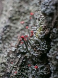 Cladonia floerkeana image