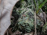 Cladonia floerkeana image