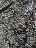 Cladonia floerkeana image