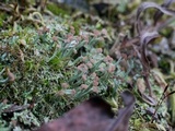 Cladonia peziziformis image