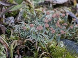 Cladonia peziziformis image