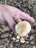 Tricholoma sulphureum image
