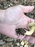 Tricholoma sulphureum image