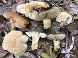 Tricholoma sulphureum image