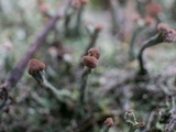 Cladonia peziziformis image