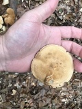 Tricholoma sulphureum image