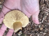 Tricholoma sulphureum image