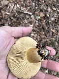 Tricholoma sulphureum image