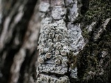 Lecanora hybocarpa image