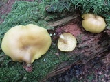 Tricholomopsis decora image