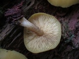Tricholomopsis decora image