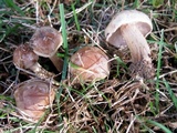 Hebeloma excedens image