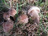 Hebeloma excedens image