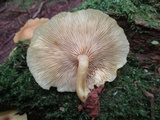 Tricholomopsis decora image