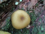 Tricholomopsis decora image
