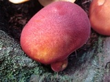 Tricholomopsis rutilans image