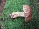 Tylopilus felleus image