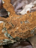 Hydnoporia tabacina image