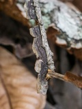 Hydnoporia tabacina image