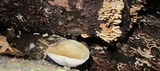 Ossicaulis lignatilis image