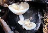 Ossicaulis lignatilis image
