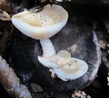 Ossicaulis lignatilis image
