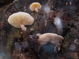 Ossicaulis lignatilis image