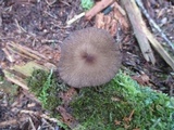 Lactarius lignyotus var. lignyotus image