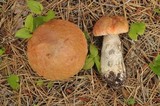 Leccinum aurantiacum image