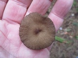 Lactarius lignyotus image