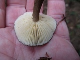 Lactarius lignyotus var. lignyotus image