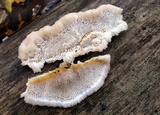 Trametopsis cervina image