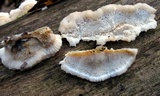 Trametopsis cervina image