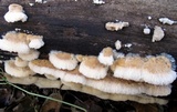 Trametopsis cervina image