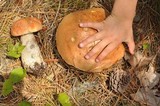 Leccinum aurantiacum image