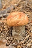 Leccinum aurantiacum image