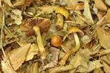 Cortinarius corrugatus image