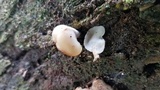 Auriscalpium villipes image