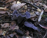 Sarcodon fuscoindicus image
