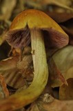 Cortinarius corrugatus image