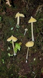 Inocephalus murrayi image