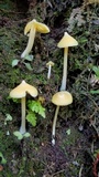 Inocephalus murrayi image
