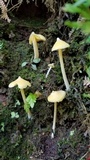 Inocephalus murrayi image